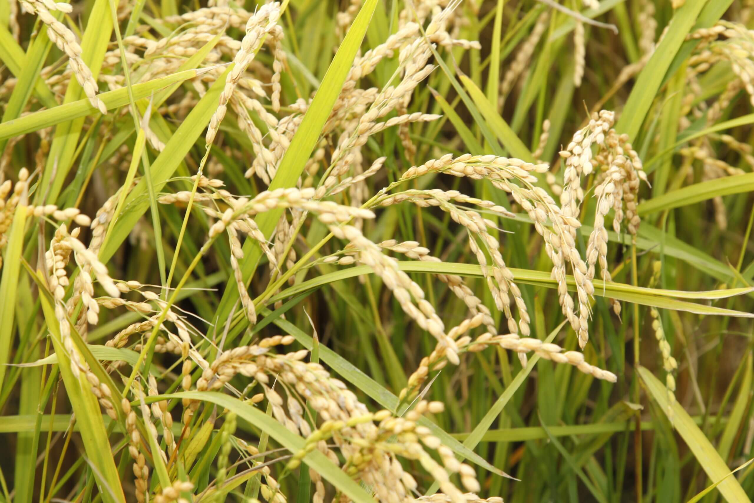 季節ごとに届く、共和町の味覚　